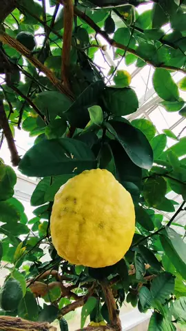 un arbolito de limón! #lemontree 