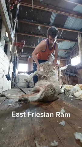 Shearing an East Friesian ram at a milk sheep farm. This guy was about 100kg(220lb) and was actually one of the smaller rams for the day. The largest ram for the day was about 150kg(330lb).  #shearing #esquilador #sheep #ram #animalcare #wool #milksheep #овцы #овцывтиктоке #oveja #shearingiscaring 
