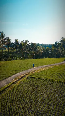 this is BALI #tabanan #bali #VideoEstetik #VideoVibesEstetik #kediritabanan #CinematicNature #lari #Running #runningman #StoryPemandangan #SawahPedesaan #PemandanganAlam 
