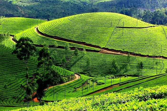 chè Thái Nguyên đây chè ngon gái đẹp nhé các bác ơi 