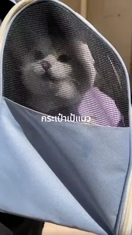 hello cat backpack #พาแมวเที่ยว #กระเป๋าเป้แมว #กระเป๋าใส่สัตว์เลี้ยง #กระเป๋าใส่แมว #ทาสแมว 