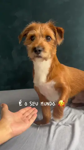 So quem ama doguinhos entende. #doguinho #cachorro #dog 