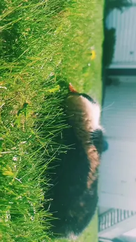 Feel like i can see her aura here ✨ #meow🐈😽 #cuteness #cuteanimals #meow #cute #cats #cattok #catsoftiktok #catsvideo #cutecat #naturevibes 