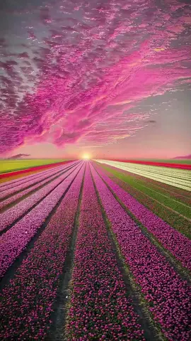 With such a sea of flowers dedicated to you.#scenery #Beautiful #Healing #flowers 