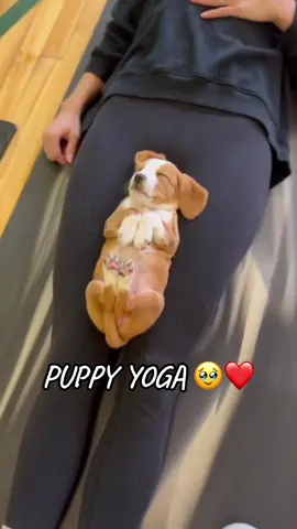 10/10 form no notes 💤 (via @PuppyYoga) #yoga #dogsoftiktok #puppylove #puppytok 