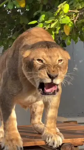 زئير اللبؤة#loveanimals #meky993 #funnyanimal #tiger #funnyanimals #cuteanimals #mekymk #Videodianimali #animale #animalidivertenti #tigre #tigerstorie #funnyvideos #eyeofthetiger #doglove #dogsoftiktok #happydog #wildanimalsedit #cutedog #Leão 