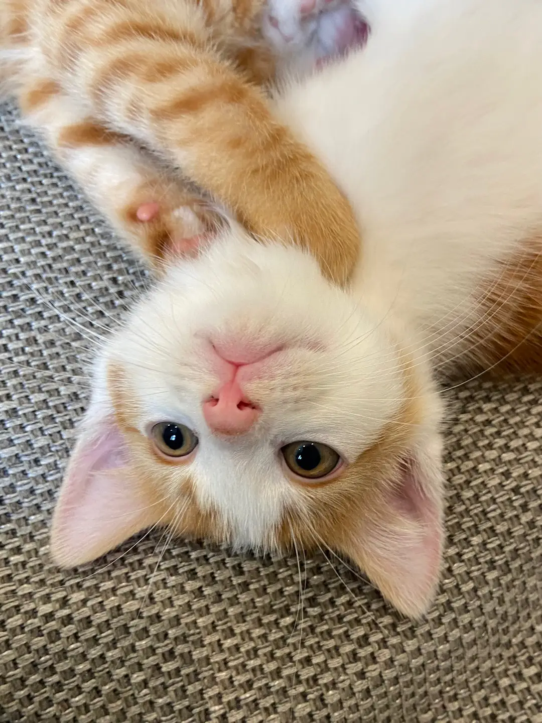 Jeeves 👻 #kitten #orangeandwhite #orangecat #kittensoftiktok 
