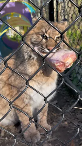 Meemie, fierce guardian of her 🍗 #fiercecat #scarycat #catrescueandsanctuary #bobcat 