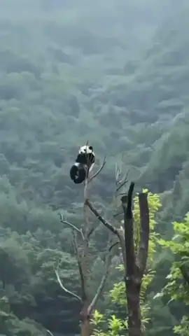 Này là chill dữ chưa 😅 View triệu đô nha 😂🤣#panda🐼❤️❤️❤️❤️ #tiktok #xuhuong #viral #meixiangfamily #savexiaoqiji #tiantian 