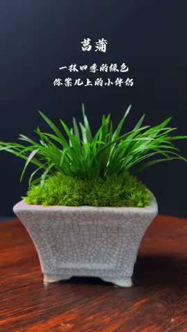 #Fish tank landscaping#Mossy landscape#Natural landscape#microlandscape#Glass aquarium#fyp #foryou #foryoupage #Landscape #handmade #Natural art