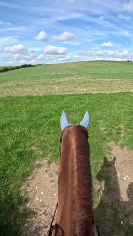 Is there anything better than a gallop up a field?! 😍 #theridgeway #horseriding #chestnut #exracer #thoroughbred #gopro #oxfordshire #canter #gallop #spring 