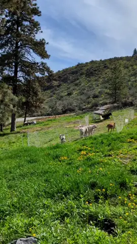 #goats #goatsoftiktok #farmlife #farm #homestead #homesteading #fyp 