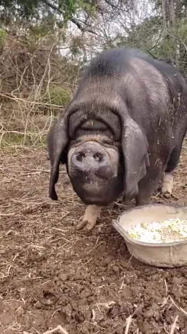 Conheça o porco meishan: o produtor de grandes ninhadas e carne saborosa!  #porcomeishan #mundoanimal #animais #animaisfofos #animaisengracados #animaiscuriosos #