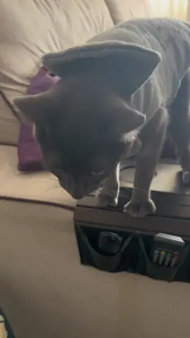 ele é esse audio todinho KKKKKKK #gatostiktok #viral 