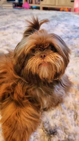 So handsome 😍 #shihtzu #shihtzusoftiktok #shihtzupuppy #sleepypuppy 