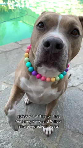 There was a CLEAR winner here 😅 Treats from our favorite treat shop @Kairo and Willow LLC 🥰 Her treats are a big hit in this house 