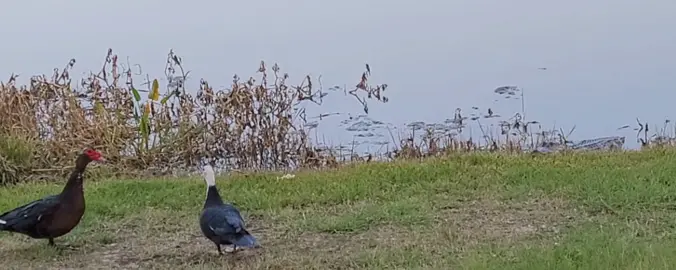 Neighborhood duck vs alligator #wildlife #wildanimals #duck #alligator #animals #lake 