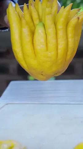 #buddhashand #buddhafruit #uniquefruit #buahaneh #buahunik 