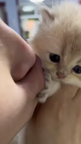 #cat  