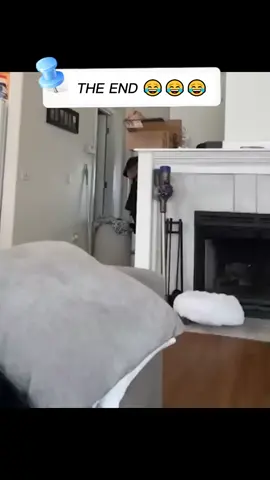 #funny #funnyvideos #animals #fail #viral #fypシ #foryoupage
