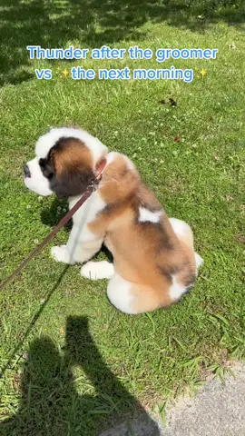 @PetSmart Send help! Thunder looked stunning after his geooming appointment. Now look 🥲.                                                  #saintbernard #saintbernardpuppy #thunder #PetsOfTikTok #thunder #akc #cute 