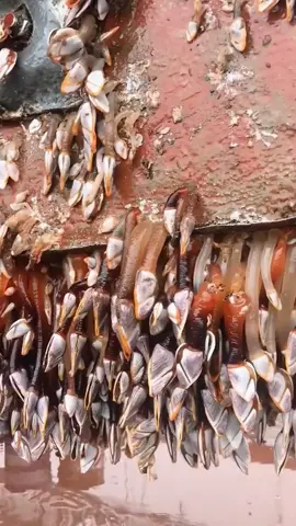 So why?🤔These gooseneck barnacles are worth $12 per kilogram, but why don't old fishermen eat them?#gooseneckbarnacles #seafood #why #fisherman #boat #fresh 