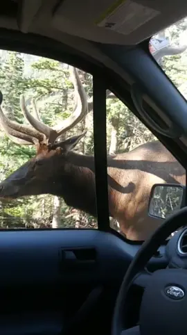 My favorite encounter with an elk! This was on Old Fall River Road in the Rocky Mountain National Park. So cool! Thanks so much for watching. :) #amazingvideo #elkencounters #elkclosecall #bullelk #elk #animalencounters #animalencounter #bigelk #hugeelk #colorado #coloradoadventures #foryoupage #foryou #wildlife #wildlifeencounters #wildlifeencounter 