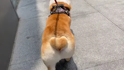 Do you like heart-shaped butts?#pet #dog #corgis
