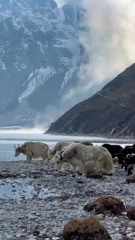 Yaks - original animal in Tibet and Himalaya 🐂 Video from Gokyo lakes in Everest area in Nepal. #yak #yaks #animal #tibet #nepal #himalaya #everest 