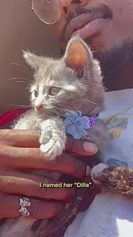 Look at my kitten #fy #fyp #raptok #producertok #cat #catsoftiktok #kittensoftiktok  #catlover #cattok #jdilla #dilla 