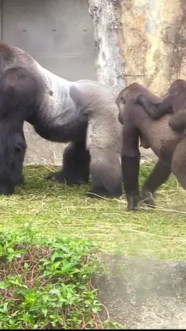 Baby Jabali climbs from his moms back to his dads back lol #Djeecofamily #gorillas 