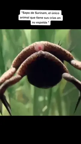Sapo de Surinam #sapo #rana #tripofobia #animales #parati #fyp #fypp #fouryou #fouryoupage #f 