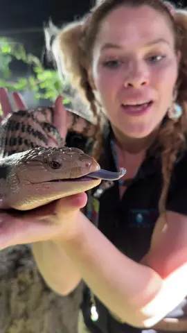 When threatened they will puff up their body to look bigger and open their mouth wide, hiss and stick out their tongue! The color of their tongue may confuse the predator just long enough for them to scurry away! #bluetonguelizard #skink #reptile #zoo #zookeeper 