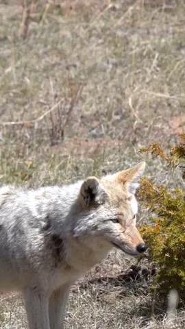 Saw this beauty in the Rocky Mountain National Park today! Everyone around me was like, That's a wolf! I said, no, it's a coyote. What do you say? #wolf #coyote #wolfdog #whatdoyouthink #whichisit #whichisit? #wildlife #foryoupage #animalencounter #animalencounters #rmnp #rockymountainnationalpark #CapCut 