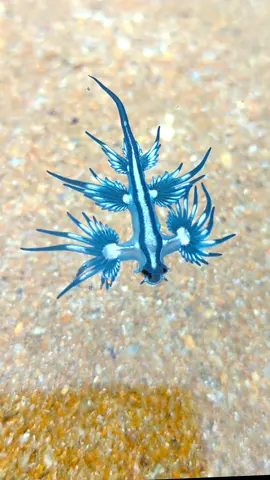 ALIEN OR SEA CREATURE!?  Have you ever seen a Blue Dragon before? Although they look like something from another planet, these amazing animals are actually a type of sea slug! I was lucky enough to find this beauty in a rock pool recently.  • • • • #bluedragon #blueseadragon #dragon #seaslug #nudibranch #glaucusatlanticus #alien #extraterrestrial #crazyanimals #weird #animallovers #seacreatures #ocean #beach #bluebottle #australia #aussiewildlife #viraltiktok #tiktokoftheday  