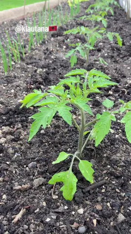 Replying to @Baby_Eldis_uk 💚 #greenfingers 