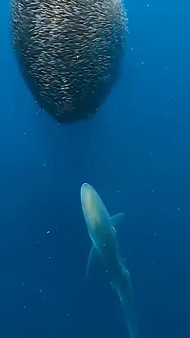 #shark #deepsea #oceananimals #foryoupage