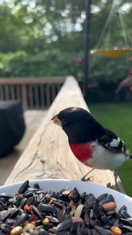 Well look who decided to come to the cam.  My favorite male visitor. 😉 The Rose-Breasted Grosbeak. Now guess who ruined it for me.  See, I do get bamboozled by squirrels too. #fyp #birdwatching 