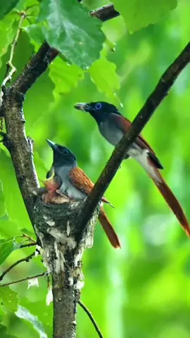 Love from parents #CapCut  #Love #fyp #birds 