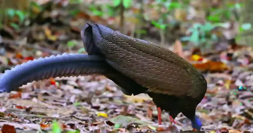 The great argus (Argusianus argus) is a species of pheasant from Southeast Asia. It is not to be confused with the two species of closely related crested argus, genus Rheinardia. #bird #birdslove #birdsoftiktok #fyp #foryou #trending #viral #xuhuong 