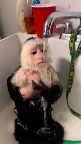 🔥💘💘🔥 sweet monkey 😂😂Only the shampoo was missing 😂😂😂 #sweet #hot #monkey #cute #bath #monkeybath #monkeys #monkeysoftiktok