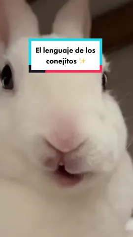 Descubre lo que quiere decirte tu conejito! 🤭🐰 Ellos no pueden hablar pero siempre buscarán la forma de comunicar su enojo, felicidad, amor y más 💘  Para tener a un conejito sano y con un gran vínculo, debes criarlo en un ambiente limpio y lleno de amor ✨  @Laboratorios Eca Tiene los mejores productos de aseo, seguros para la piel y cuidado de tu peludito! Nuestro preferido y el que usamos diariamente es el Spray Ecaderm 💙 #conejostiktok #bunny #mascotastiktok #petlover #funnypets #fypシ #tips #conejosmascota #viralvideo #consejos #parati #Love #conejos 