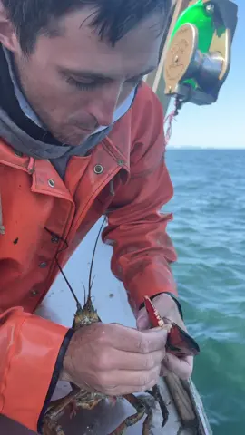 Can a lobster crush a pistachio? #maine #lobster #fishing #lobsterfishing #ocean #commercialfishing #seafood #mainelobster #lobstertok #fy #fyp #interesting #seacreatures #sustainable 