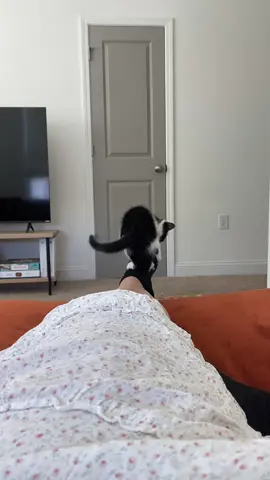 #kitten #playfulcat 