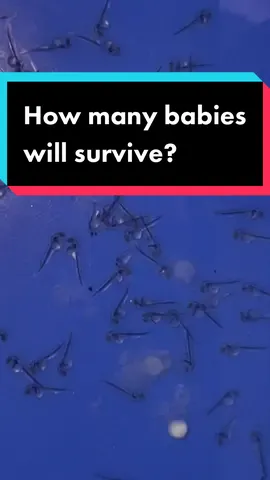 How many will surivive? That depends on how many I choose to survive. If their quality is higher I’ll keep more, it its a bad spawn then much less. #fish #goldfish #goldfishbreeding 