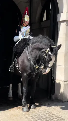 That’s a beautiful Horse #foryou #horseguardsparade #kingsguard  #viraltiktok  #uk #London #horse #horseriding #animals #fyp 