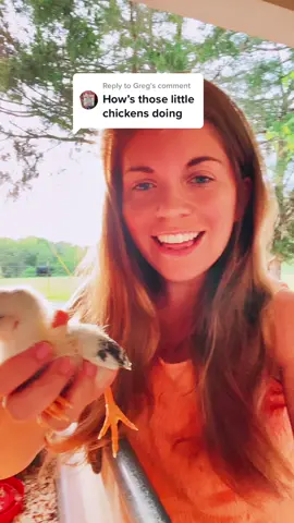 Replying to @Greg The chicks are all doing great.  We still have all 18!#chicks#farmlife #farm#farmkids 