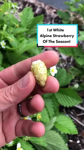 1st white alpine strawberry of the season 🤩 yummm #alpine #strawberry #alpinestrawberry #rarefruit #unusualfruit #berries #yum #garden #gardentok #garden101 #gardentips #gardening #gardeningtok #gardening101 #gardeningtips #Homestead #homesteadtok #homesteadlife #homesteading #farm #farmtok #farmlife #wholesome #positive #vibes #plants #greenthumb #victorygarden #veggiepatch #berrypatch #growagarden #growfood #growfoodnotlawns #comealong #comealongwithme  #fyp #fypage #foryou #foryoupage #viral 