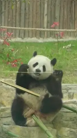 He seems to have found a good way to break these bamboo.😂👍🏻🐼#panda #pandaexpress #pandalife #cute #funny #pandasoftiktok #animalsoftiktok #pandalover #fyp #foryou 