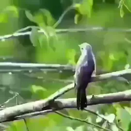 Burung bincuing#suaranya menakutkan# fyp,,,,